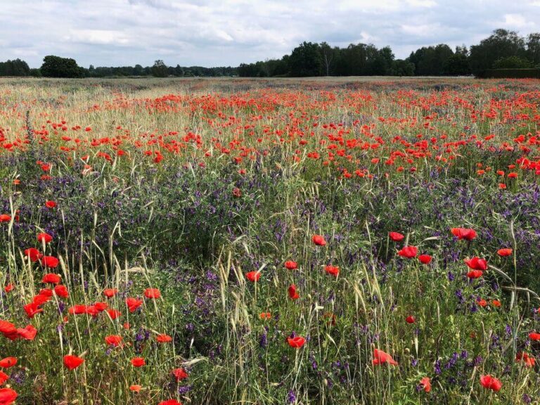 Klatschmohnblüte in freier Natur
